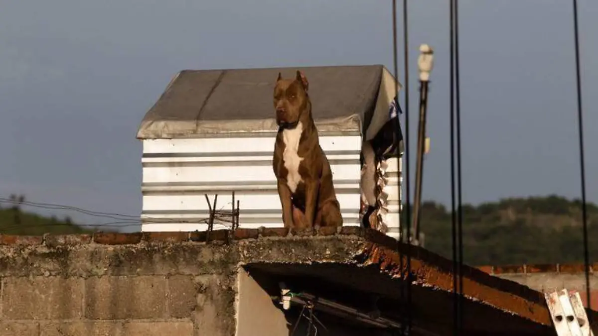 perro en la azotea